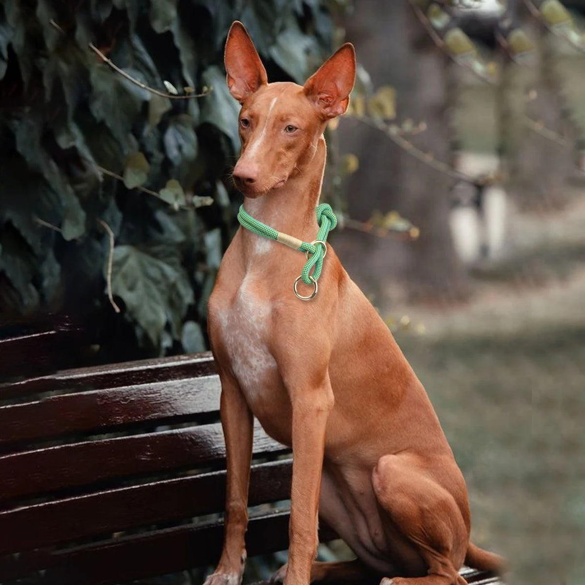 Slip Nylon Collar and Leash Set