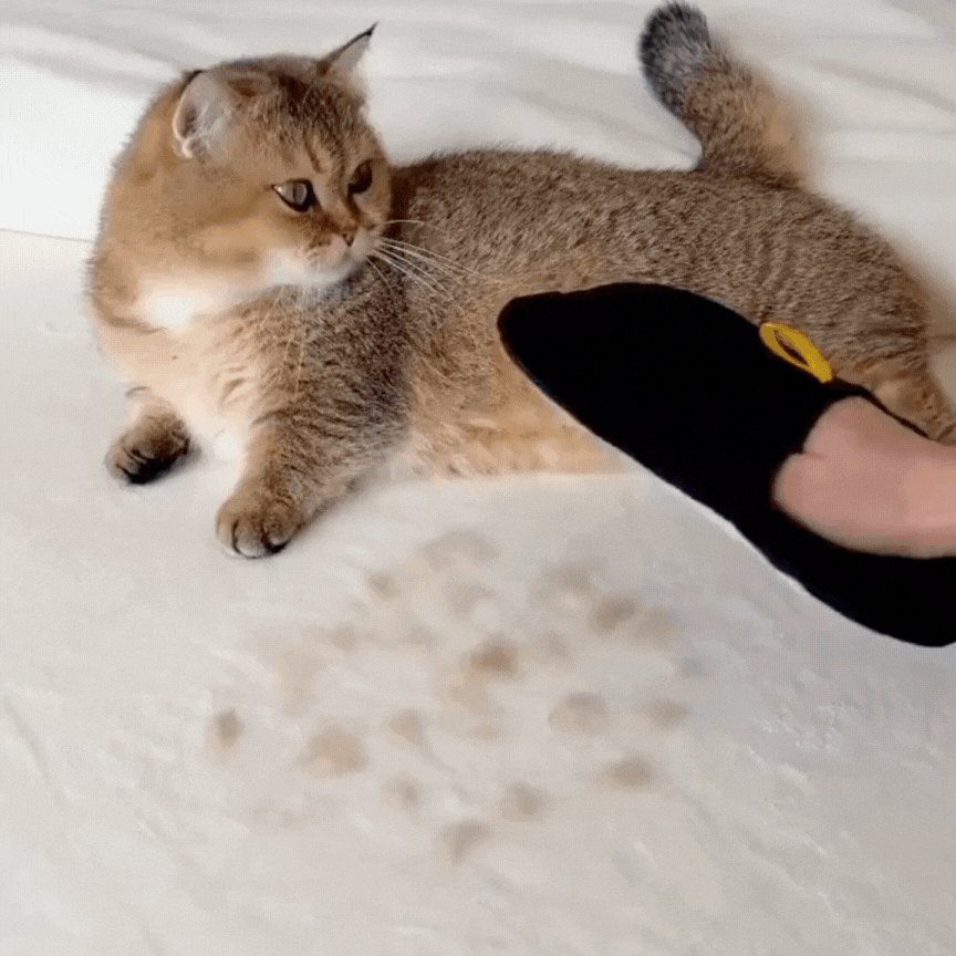 Pet Hair Removal for Dogs & Cats